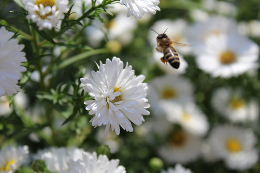 Why Honey & Hope co.